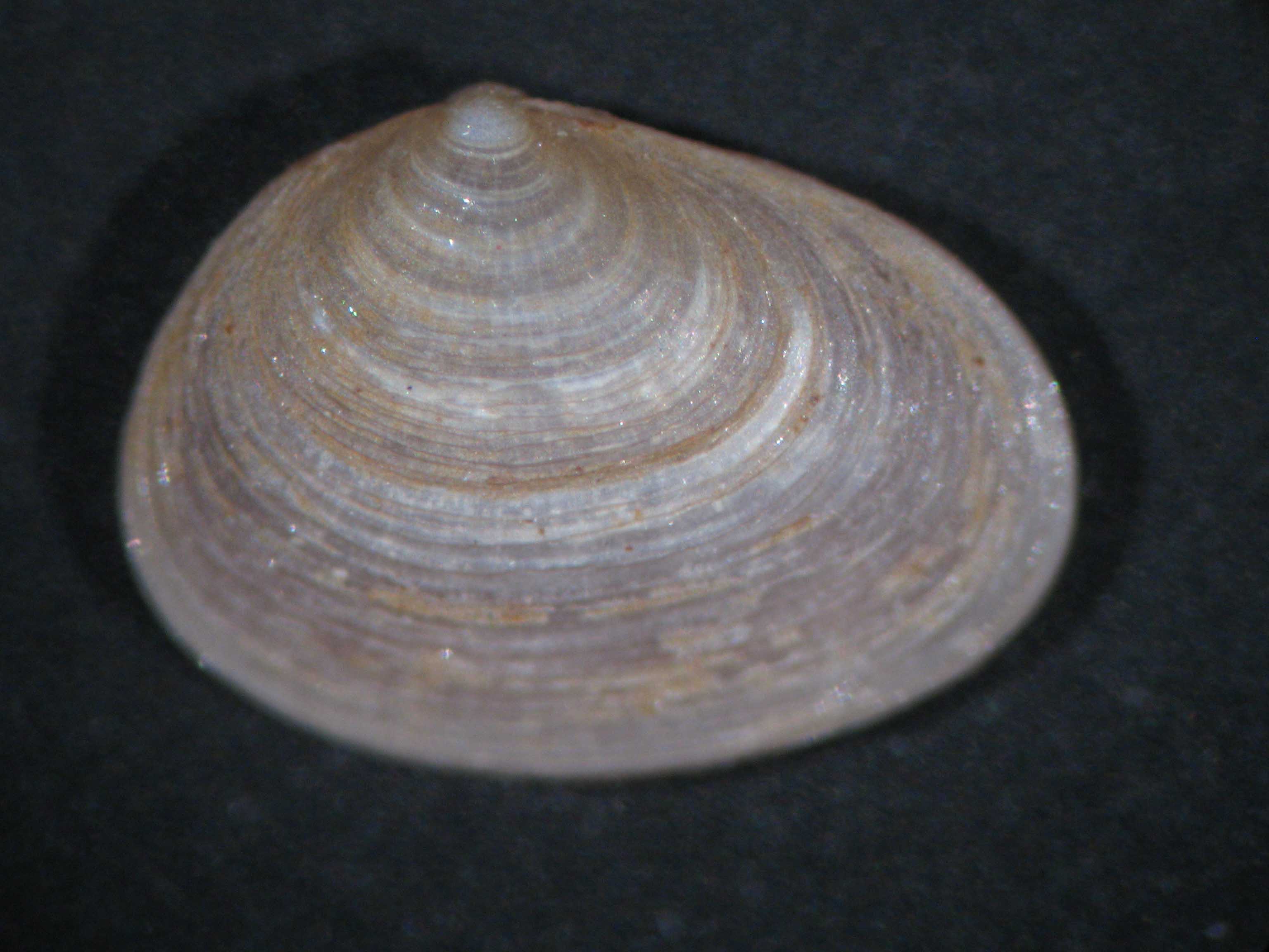 Litigiella glabra